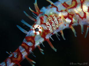 Ornate Ghost Pipefish (Solenostomus paradoxus)...¸><((((º> by Brian Mayes 